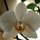 Orchid