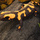 salamander