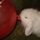 leti_at