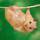 Hamster