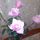 gergana 2188
