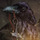Huginn