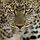 Felix