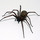 black_recluse
