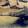 Господин Мравояд
