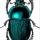 bugmenot