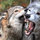 Wolfschanze