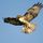 right_wing_hawk