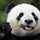 WARPANDA