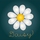 daisynka