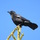 raven