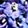 petya_vh