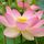 Nelumbo