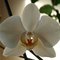 Orchid