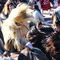 Kukeri Net