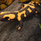 salamander avatar