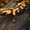 salamander