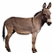 Профил на donkey