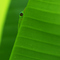 blackfrogg avatar