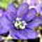 Velina