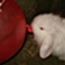 leti_at