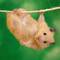 Hamster