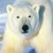 polar_bear