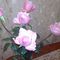 gergana 2188