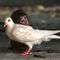 sharlot