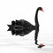 Swan