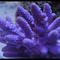 Acropora