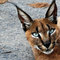 caracal