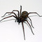 black_recluse