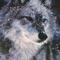 Профил на shewolf