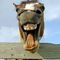ТHE HORSE