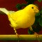 Carnivorous Canary