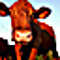 Датско червено говедо