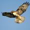 right_wing_hawk