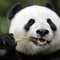 WARPANDA