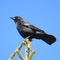 raven
