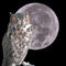 bad_owl
