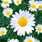 Профил на Daisy