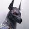 Профил на Anubis