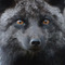 Профил на Silver Fox