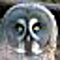 ojo72
